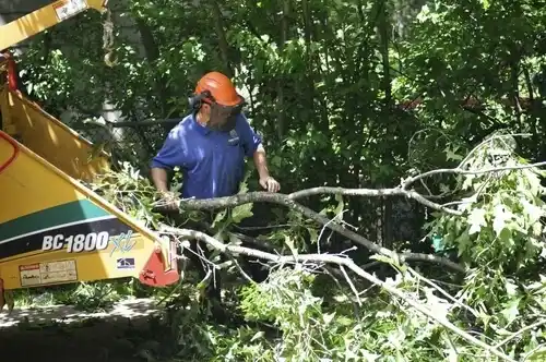 tree services Bayou Goula